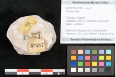 Foto (Objekt + Etikett) von Plantae indet.  (NHMW-GEO-2024-0188-10387)